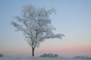 Birch Tree (Betula pendula) covered in hoar frost at dawn, Klein Schietveld, Brassschaat