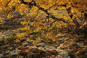 Wild Wonders of Europe 4 Gallery: Birch tree (Betula sp) with orange leaves, Forollhogna National Park, Norway, September