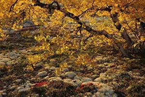 Images Dated 25th September 2008: Birch tree (Betula sp) with orange leaves, Forollhogna National Park, Norway, September