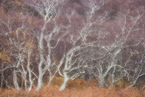 Birch trees in autumn, Kyle of Tongue, Sutherland, Scotland, UK, June 2017