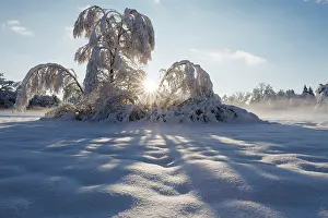 Natural Light Prints: Birch trees (Betula pubescens) in deep snow backlit in sunlight
