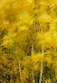 Birch trees blowing in high winds, long exposure, Calke Abbey, The National Forest