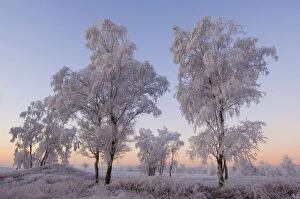 Castelein 100 Landscapes Collection: Birch trees and grass covered in heavy hoar frost, Groot Schietveld, Wuustwezel, Belgium