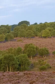 Images Dated 17th August 2011: Birch trees and Heather / Ling (Calluna vulgaris) in flower on Westleton Heath NNR