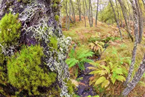 Birch woodland in Autumn, showing extensive growth of mosses and liches on tree trunks