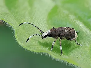 Weevil Prints: Bird-dropping weevil (Platystomos albinus) resting on leaf