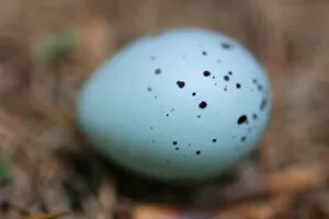 Bird egg on the forest floor, Echternach, Mullerthal, Luxembourg, May 2009. WWE BOOK