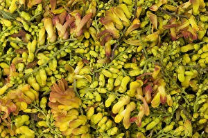 Images Dated 15th August 2019: Bird flower (Polygala arillata) for sale as food, Tengchong market, Yunnan Province, China