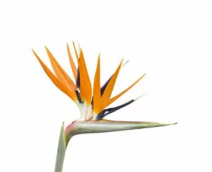Images Dated 15th August 2019: Bird of paradise / Crane flower (Strelitzia reginae). Cultivated in garden. Native to South Africa