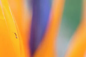 Attention Grabbers Collection: Bird of paradise (Strelitzia reginae) close up with Ant (Formicidae) Tenerife, Canary Islands