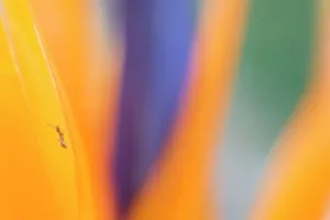 Zingiberales Prints: Bird of paradise (Strelitzia reginae) close up with Ant (Formicidae) Tenerife