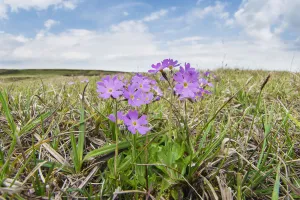 Birds eye primrose (Primula farinosa) a plant confined in Britain to the Pennines of