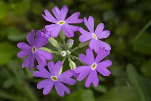 Birds Eye primrose (Primula laurentiana) Nordtirol, Austrian Alps. June