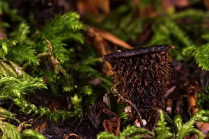 Agaricaceae Prints: Birds nest fungus (Cyathus striatus) growing in damp woodland in autumn, Italy. October