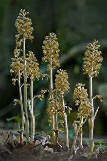 Parasitic Plant Prints: Birds nest orchid (Neottia nidus-avis) growing in Buckholt Wood, Gloucestershire, UK