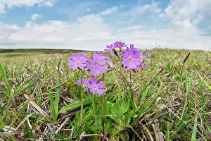 Birdseye primrose (Primula farinosa) flowering on Widdybank Fell, Moorhouse National Nature Reserve, Upper Teesdale, Northern Pennines, County Durham, England, UK, June