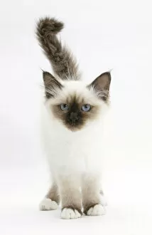 Images Dated 13th August 2008: Birman kitten against white background