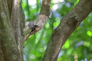 New Ireland Prints: Bismarck black myzomela (Myzomela pammelaena) taking flight