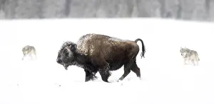 Three Prints: Bison (Bison bison) being circled by wolves (Canis lupus) hunting in snow
