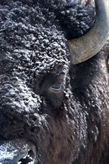 Bison (Bison bison) close up head portrait with snow on fur, Yellowstone National Park