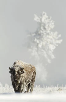 American Bison Gallery: Bison (Bison bison) on frost covered ground, Yellowstone National Park, USA, February