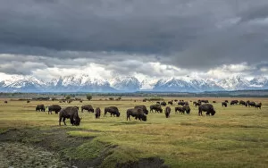 American Buffalo Gallery: Bison (Bison bison) herd grazing on plain, snow and cloud covered mountains in background