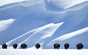 Images Dated 21st February 2016: Bison (Bison bison) herd walking in line in snow, Yellowstone National Park, Wyoming