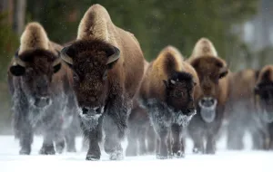 Danny Green Collection: Bison (Bison bison) herd walking in snow, Yellowstone National Park, Wyoming, USA