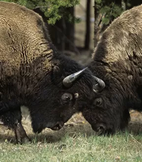 Images Dated 8th May 2012: Bison (Bison bison) two males head to head, Yellowstone NP, Wyoming, USA