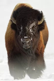 Artiodactyla Gallery: Bison (Bison bison) in snow. Yellowstone National Park, USA, February