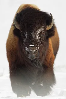 Artiodactyla Prints: Bison (Bison bison) in snow. Yellowstone National Park, USA, February