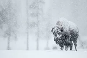 North American Wildlife Collection: Bison (Bison bison) in snowstorm. Yellowstone National Park, USA, February