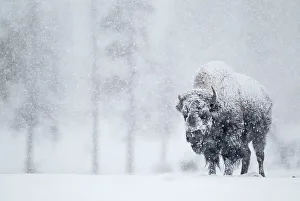 Artiodactyla Prints: Bison (Bison bison) in snowstorm. Yellowstone National Park, USA, February