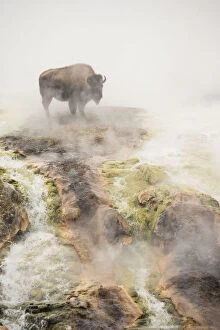 Bison (Bison bison) standing in geothermal run-off in winter, Yellowstone National Park