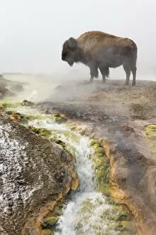 Images Dated 5th February 2013: Bison (Bison bison) standing steam from geothermal springs, Yellowstone National Park
