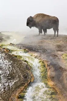 Steam Prints: Bison (Bison bison) standing steam from geothermal springs, Yellowstone National Park