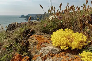 Saxifragales Prints: Biting stonecrop (Sedum acre) clumps flowering on rocks on a clifftop