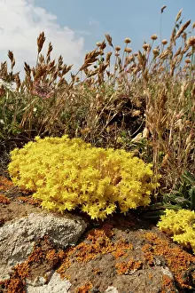 Saxifragales Prints: Biting stonecrop (Sedum acre) clumps flowering on rocks on a clifftop