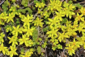 Saxifragales Prints: Biting stonecrop (Sedum acre) in flower, Kenley Common, Surrey, England, UK. June