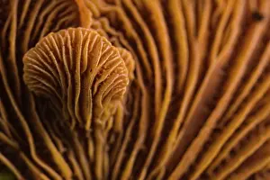 Agaricales Prints: Bitter oyster fungus (Panellus stipticus) detail of gills of the fruiting body
