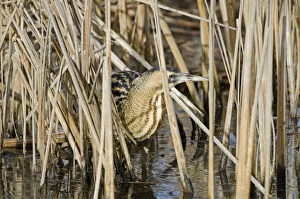 Images Dated 13th February 2012: Bittern (Botaurus stellaris) camouflaged amongst reeds in winter, Slimbridge WWT