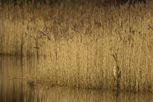 Bittern (Botaurus stellaris) camouflaged as it stands motionless in reedbed. Yorkshire