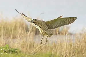 Botaurinae Prints: Bittern (Botaurus stellaris) coming into land, Cley, Norfolk, UK. April