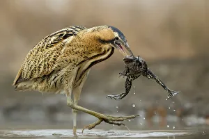 Ranidae Prints: Bittern (Botaurus stellaris) with marsh frog that has just woken up from hibernation