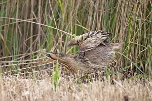Plumage Prints: Bittern (Botaurus stellaris) shaking its feathers among reedbed