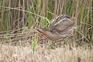 Plumage Prints: Bittern (Botaurus stellaris) shaking its feathers among reedbed