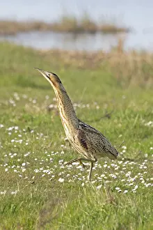 Botaurinae Prints: Bittern (Botaurus stellaris) standing on grass, Cley, Norfolk, England, UK. April
