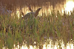 Botaurinae Prints: Bittern (Botaurus stellaris) standing among vegetation at water's edge at sunset