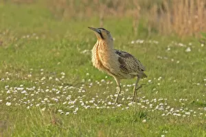 Botaurinae Prints: Bittern (Botaurus stellaris) walking on grass, Cley, Norfolk, UK. April