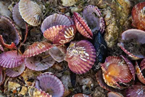 Bivalves on the rocky shore, Zhifu Island. Shandong Province, China Bivalves on the rocky shore, Zhifu Island. Shandong Province, China